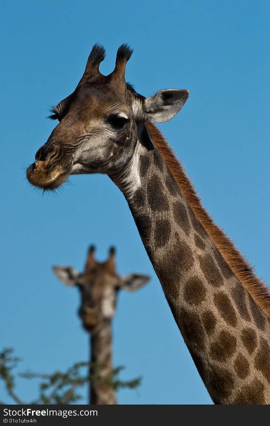 Giraffe portrait closeup on blue background