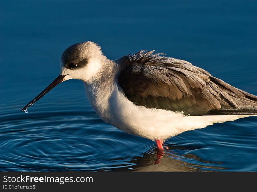 Black-winged Stilt in shallow water