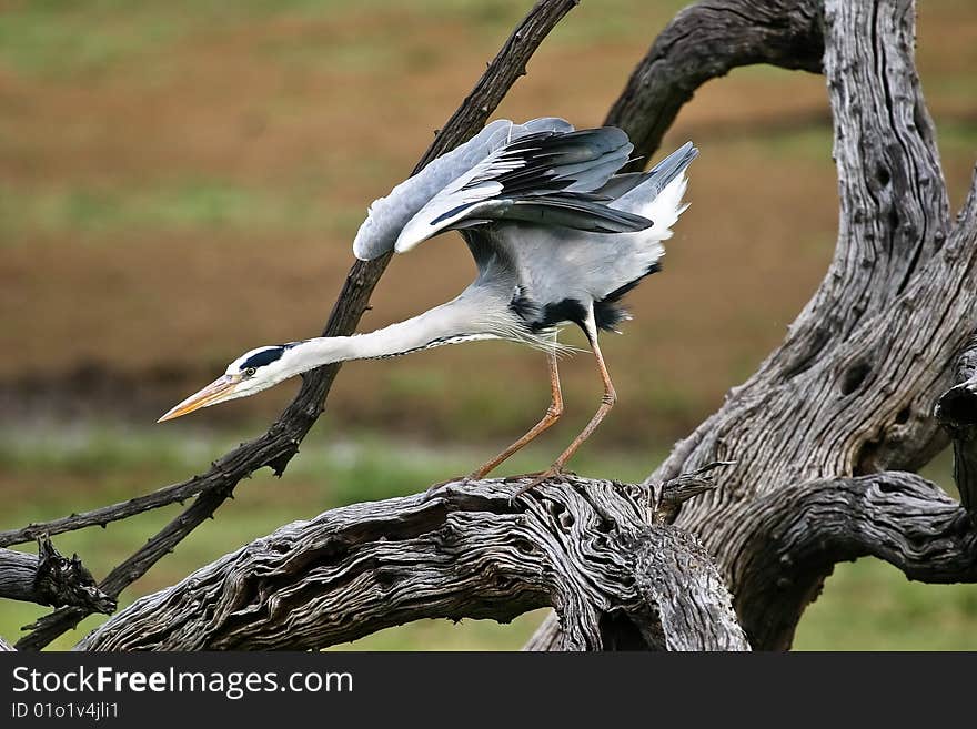 Grey Heron On Tree