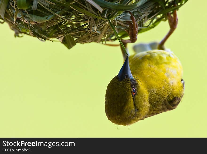 Yellow weaver building a nest