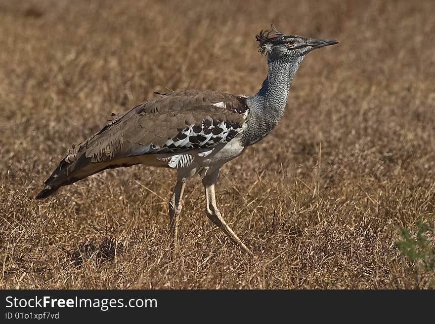 Kori Bustard walking through the savanna