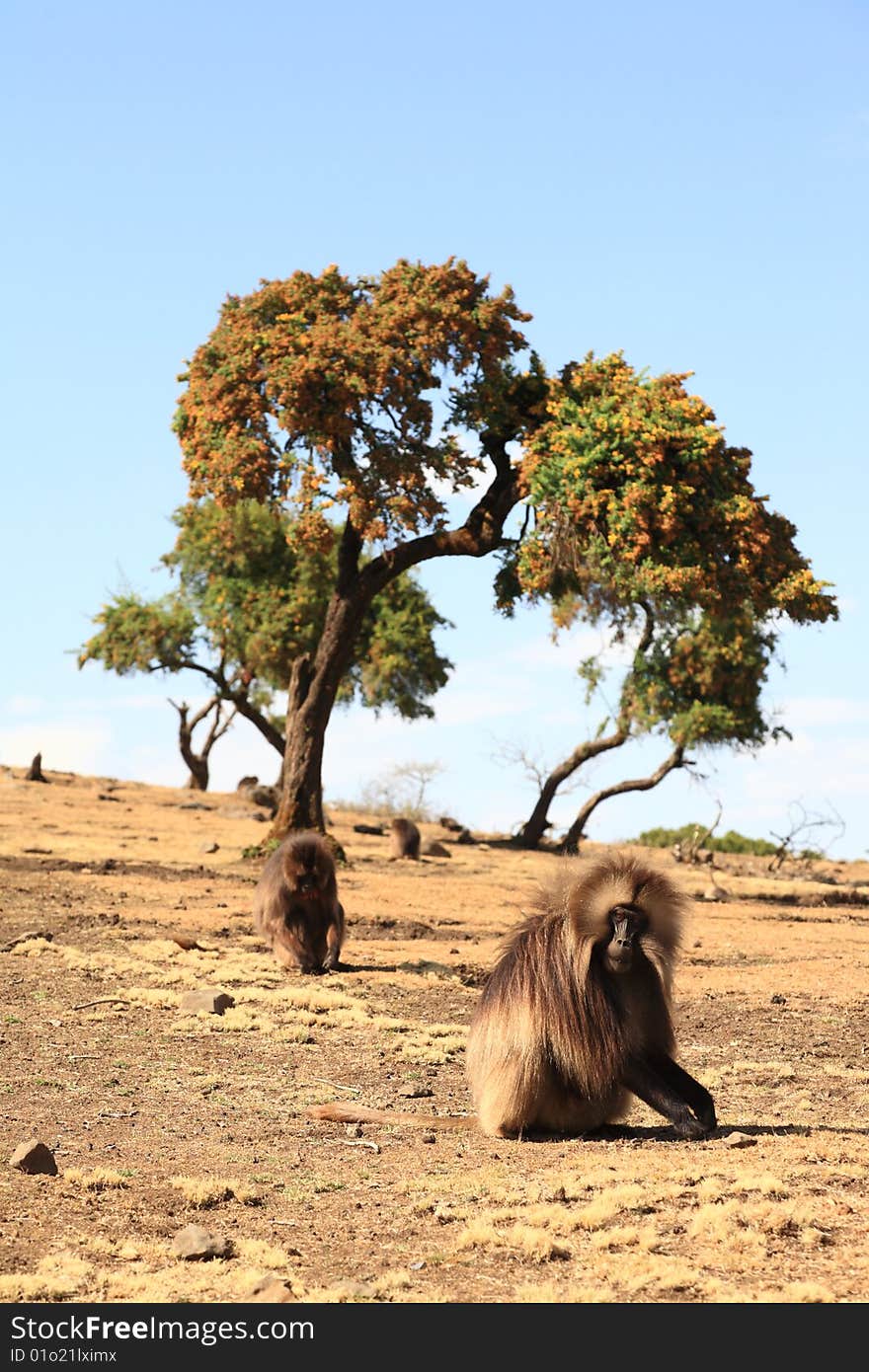 Gilada Baboons in front of tree