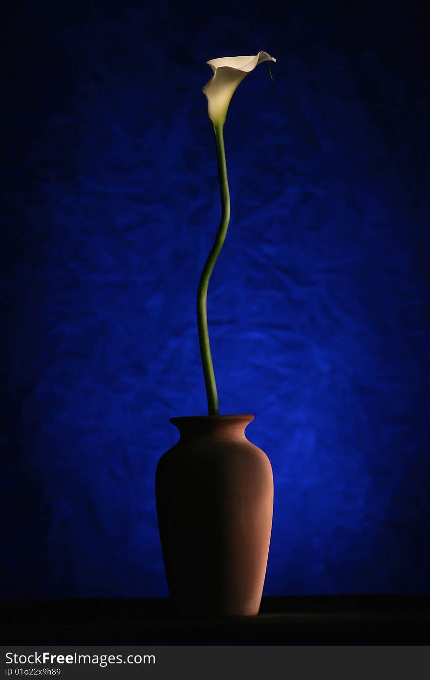 Arum lily in a pot