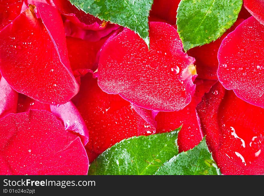 Background with  beautiful red rose petals and leaves