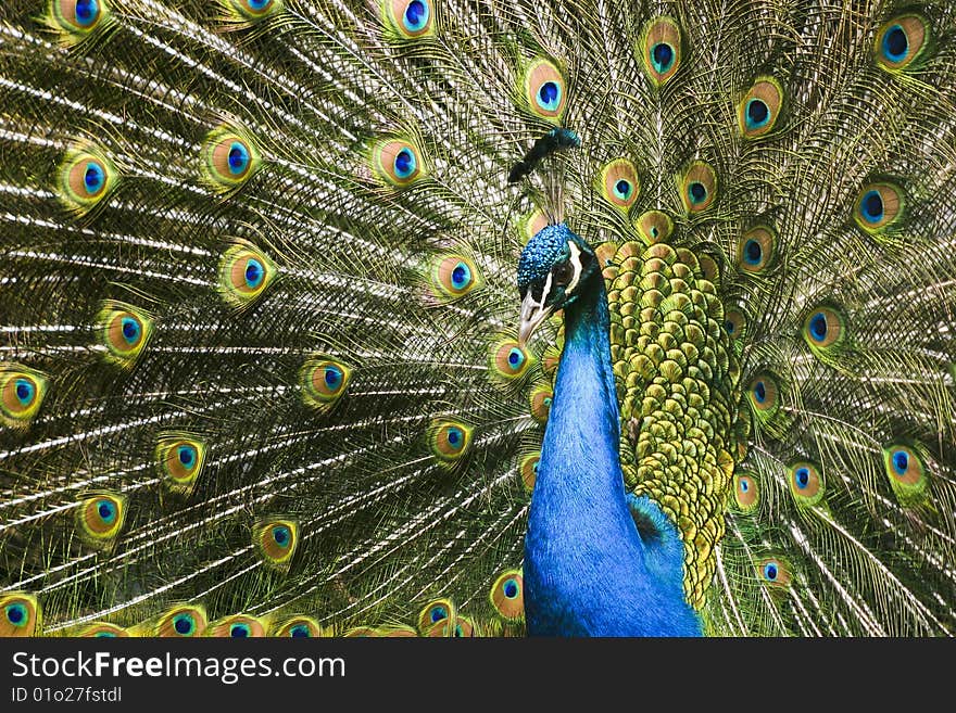 A picture of a paradise bird  peacock flaunting its iridescent colorful train and plumage. A picture of a paradise bird  peacock flaunting its iridescent colorful train and plumage