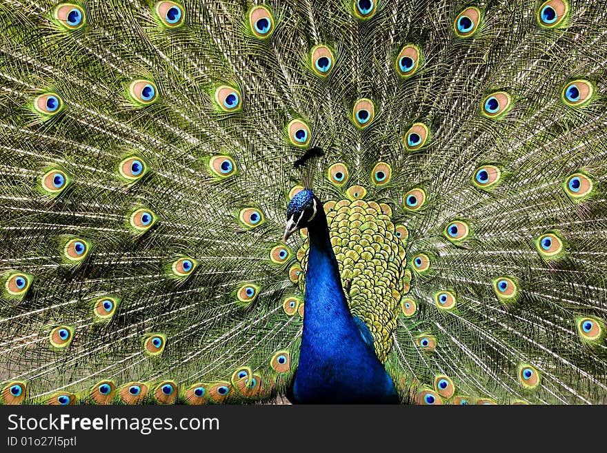 A picture of a paradise bird  peacock flaunting its iridescent colorful train and plumage. A picture of a paradise bird  peacock flaunting its iridescent colorful train and plumage