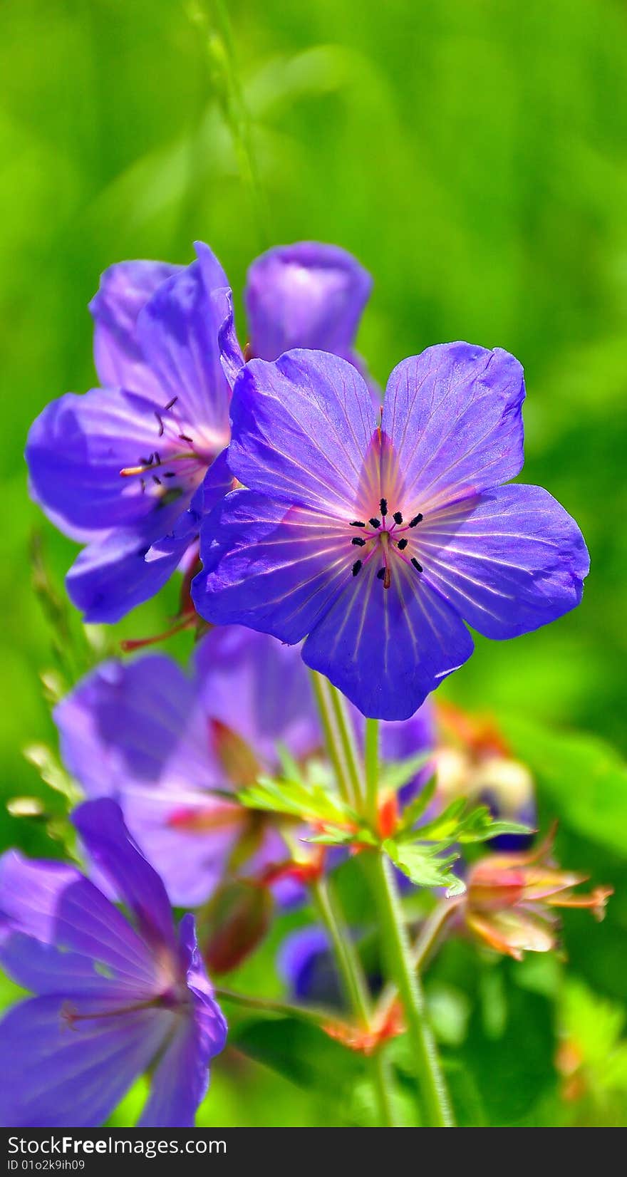 A bell flower on a spring meadow