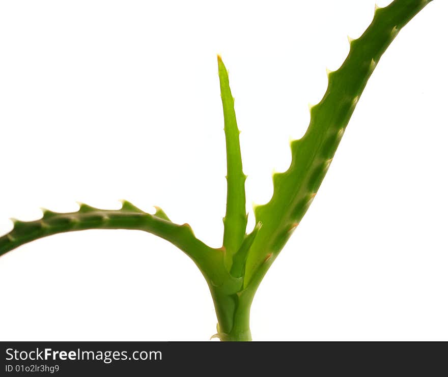 Aloe vera, herbal medicine. Healthcare picture