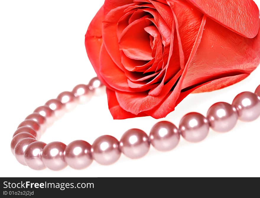 Red rose isolated on white background.