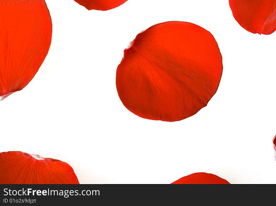 Red rose petals isolated on white background.