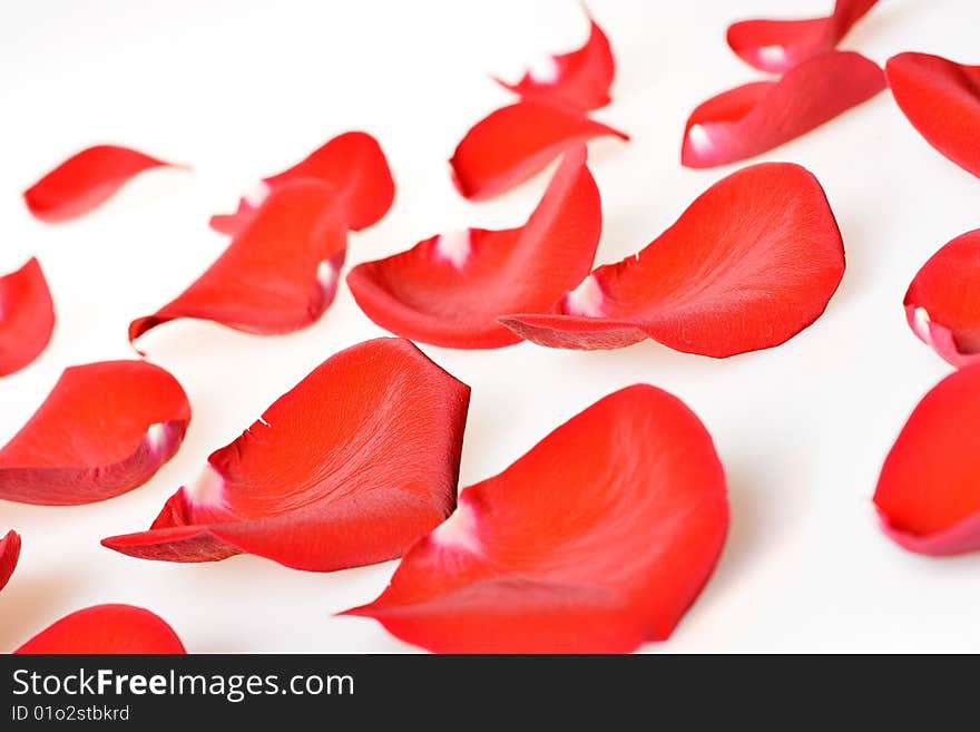 Red rose petals isolated on white background.