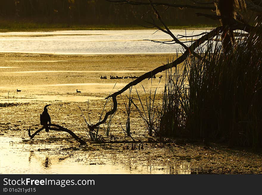 A bird on a branch silhouetted by the golden light of sunset. A bird on a branch silhouetted by the golden light of sunset