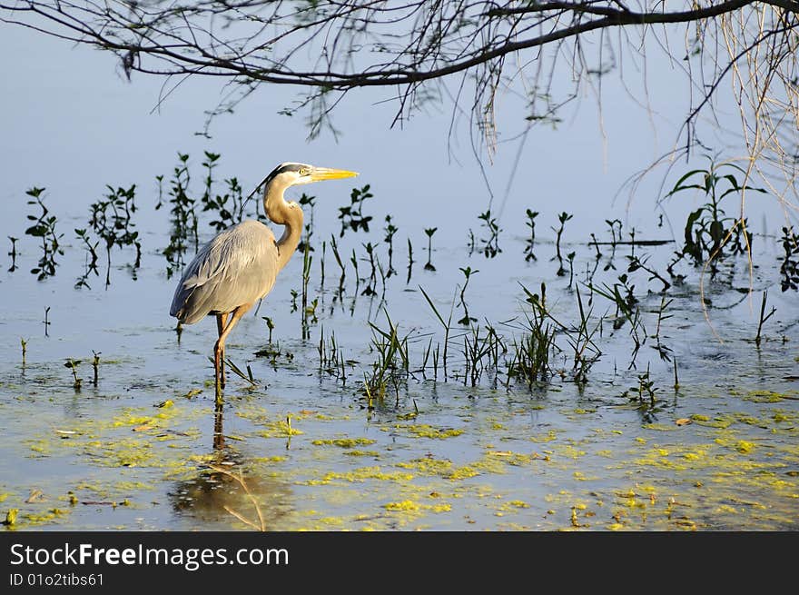 Great Blue Heron Wading in shallow water