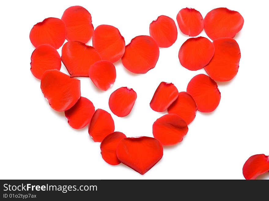 Red rose petals isolated on white background.