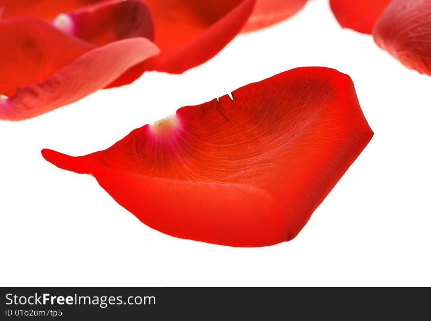 Red rose petals isolated on white background.