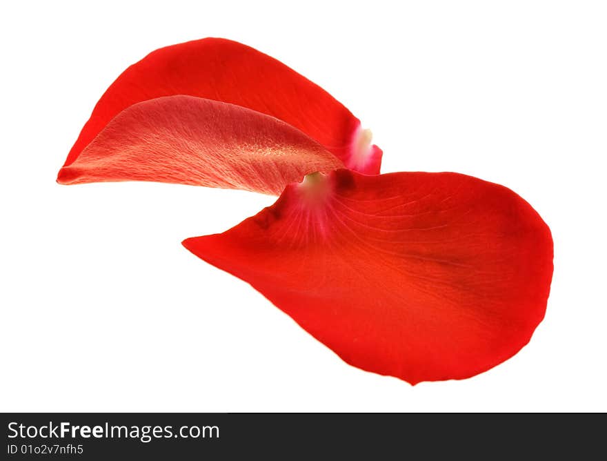 Red rose petals isolated on white background.