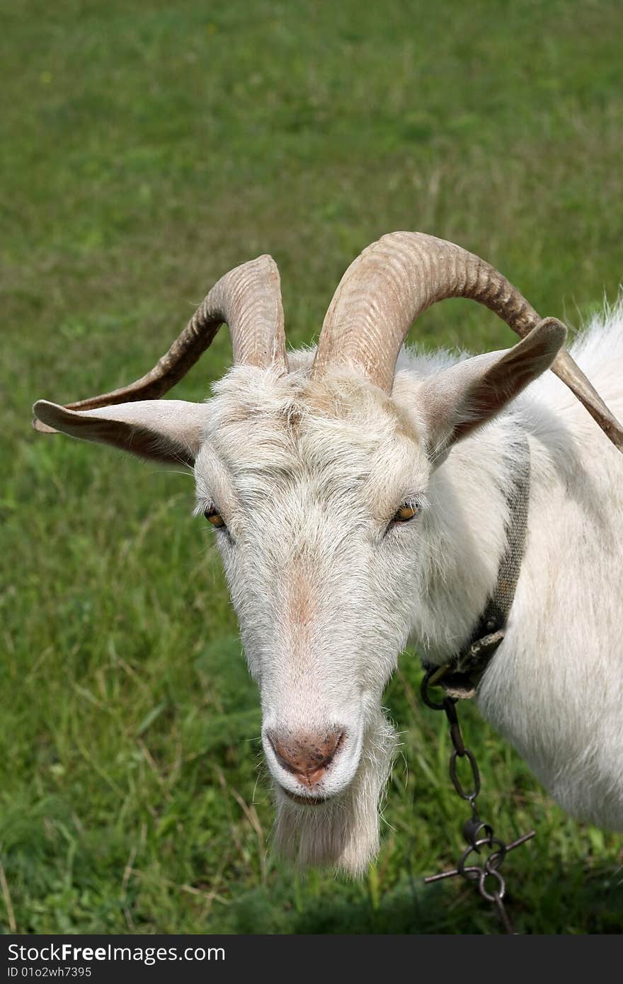 White goat