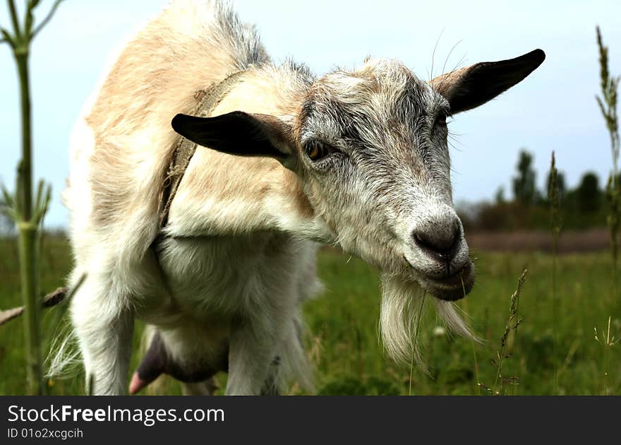 White goat on the green field