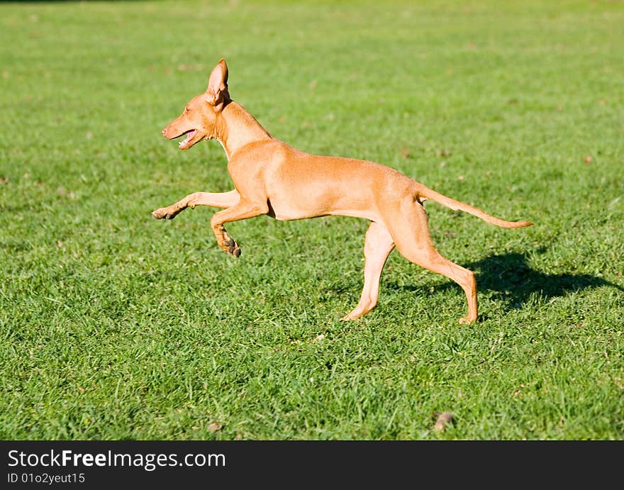 Sicilian courser running in the park