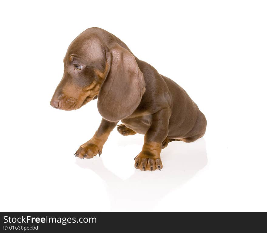 Dachshund puppy on the white background