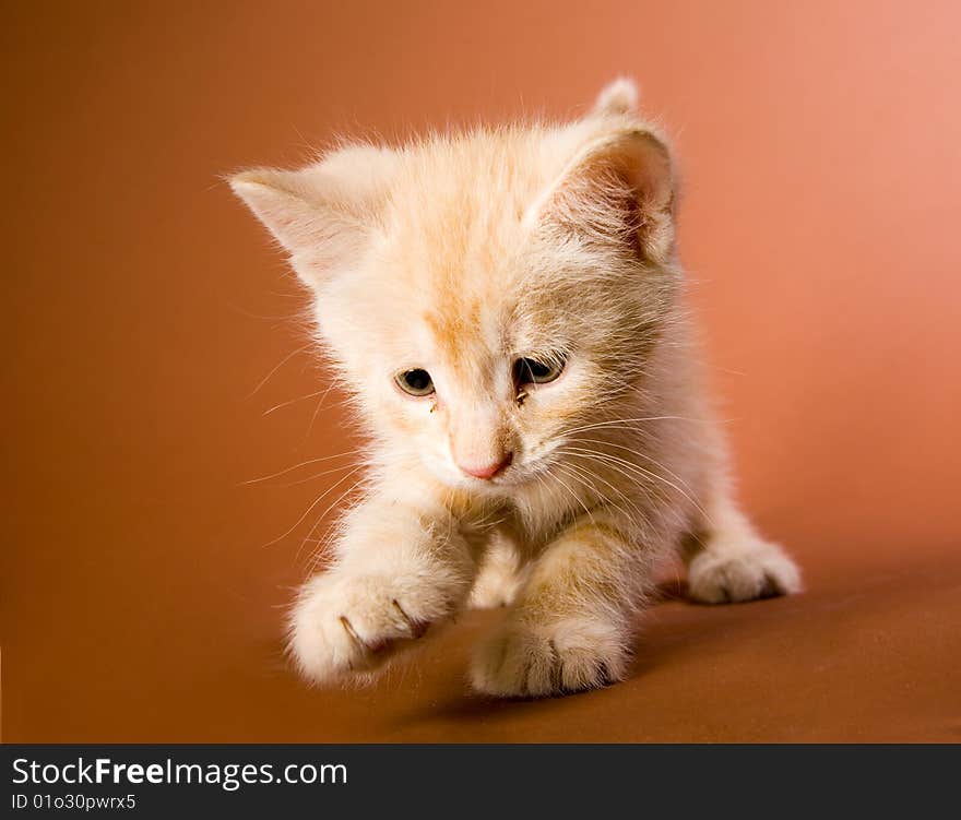 Small red kitten plaing with something. Small red kitten plaing with something