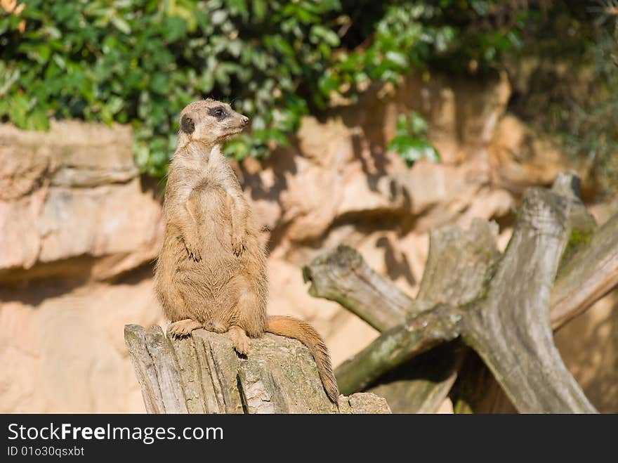 Meerkat (Suricate) Looking Right