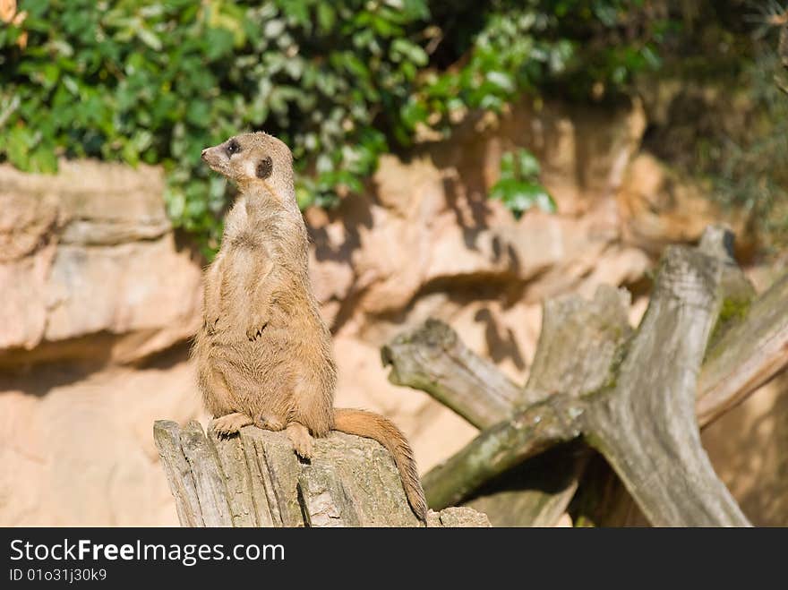 Meerkat sits and looking to the left. Meerkat sits and looking to the left