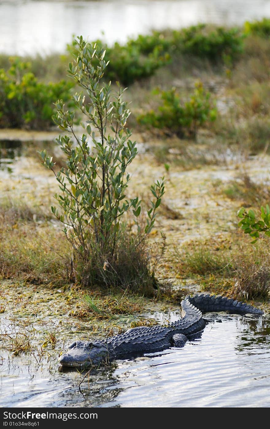 Alligator making its way through some shallow water