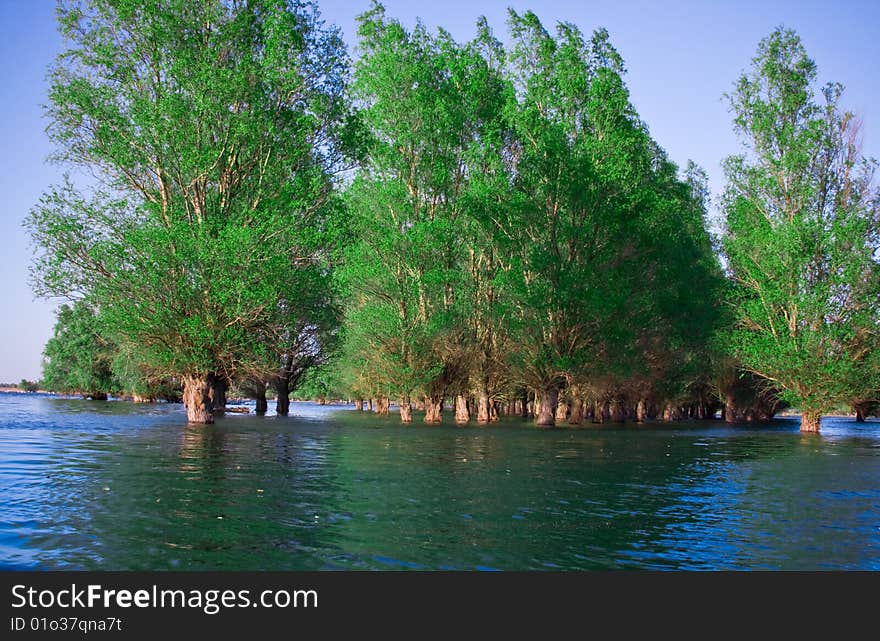 Danube Delta Flooded Forest