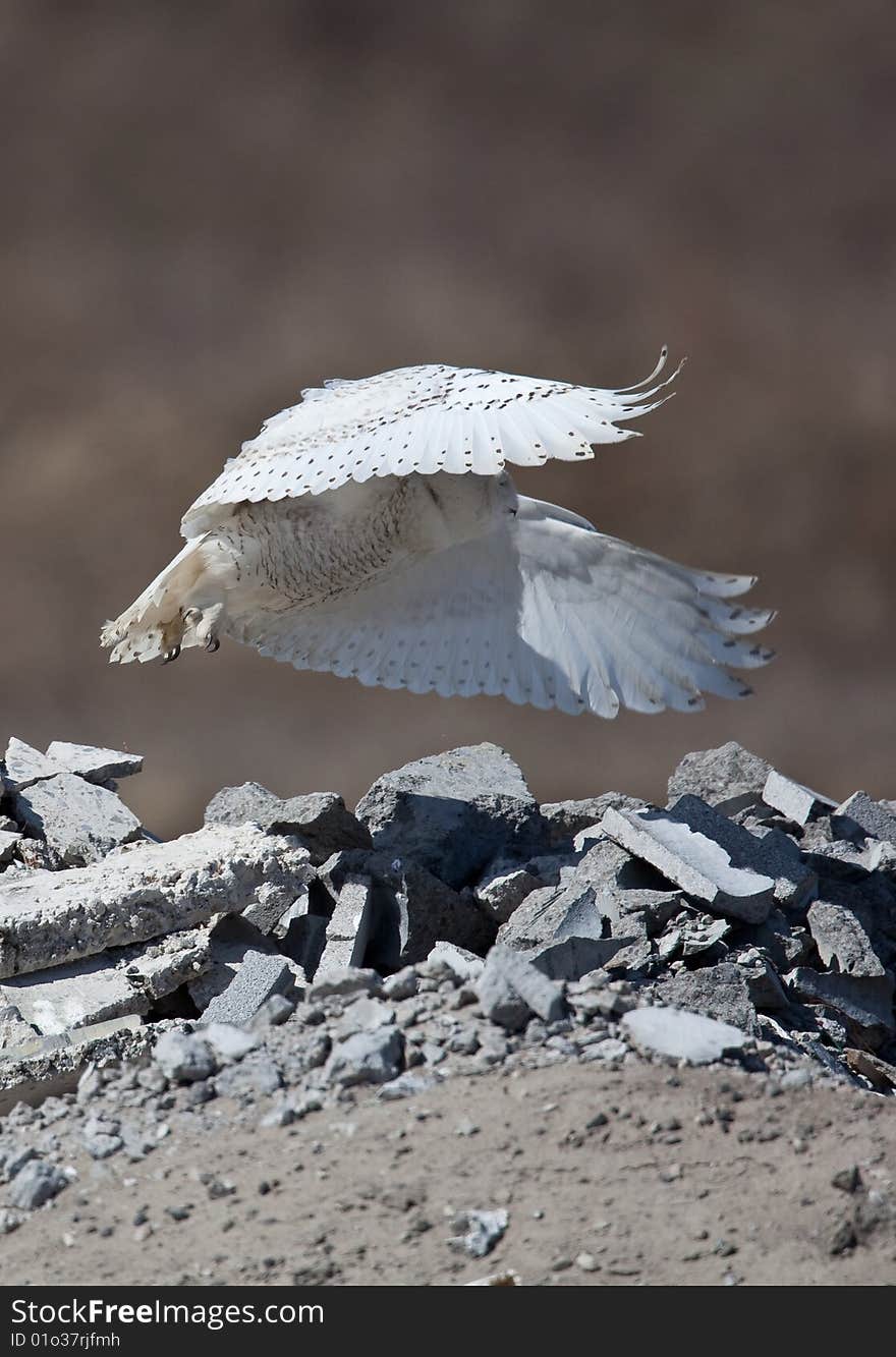 Snowy Owl