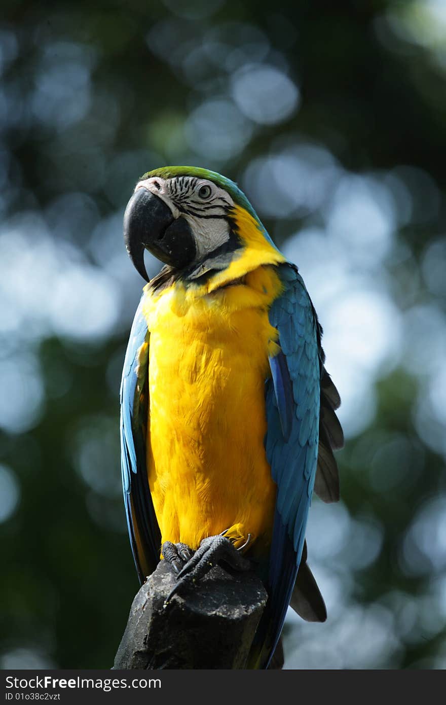 A portrait shot of a yellow blue macaw or parrot. A portrait shot of a yellow blue macaw or parrot