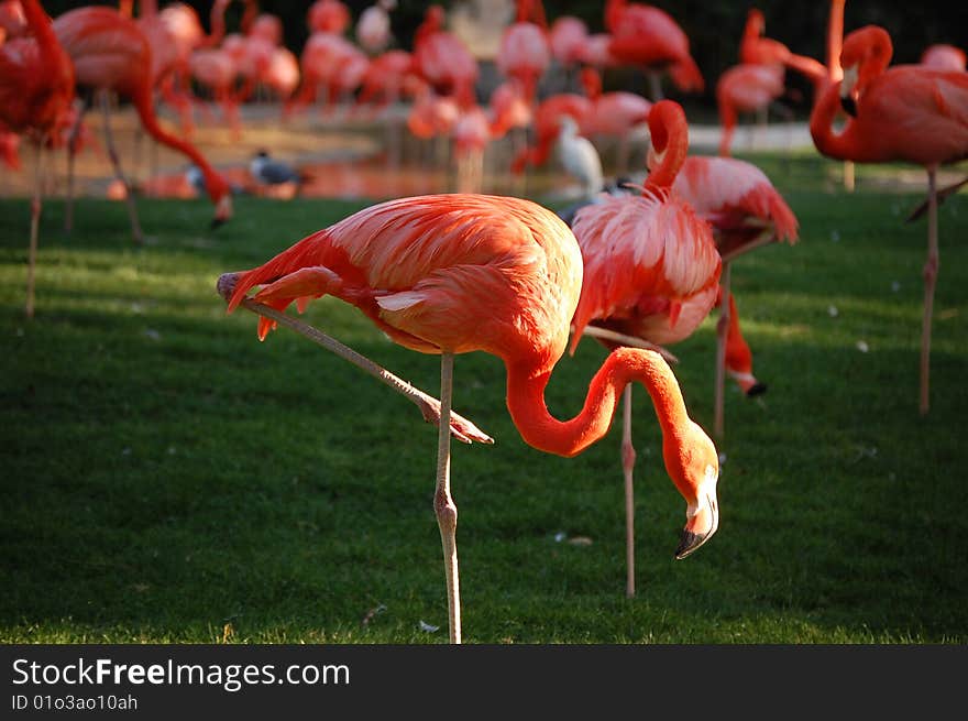 Flamingos are gregarious wading birds in the genus Phoenicopterus and family Phoenicopteridae.