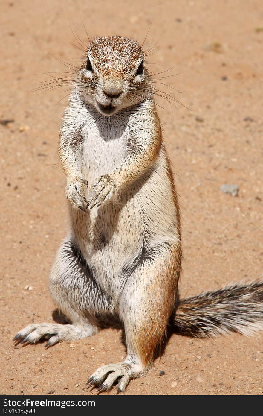 Ground squirrel