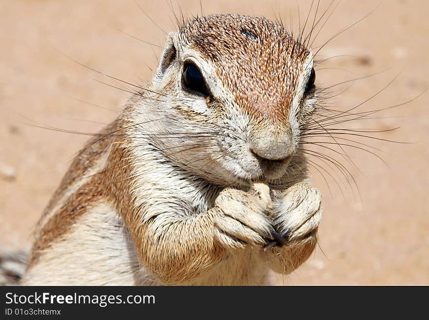 Ground squirrel