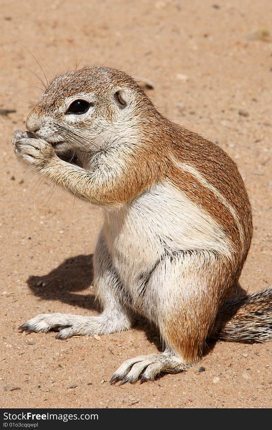 Ground squirrel