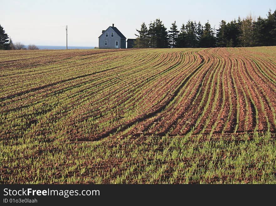 Grain Field