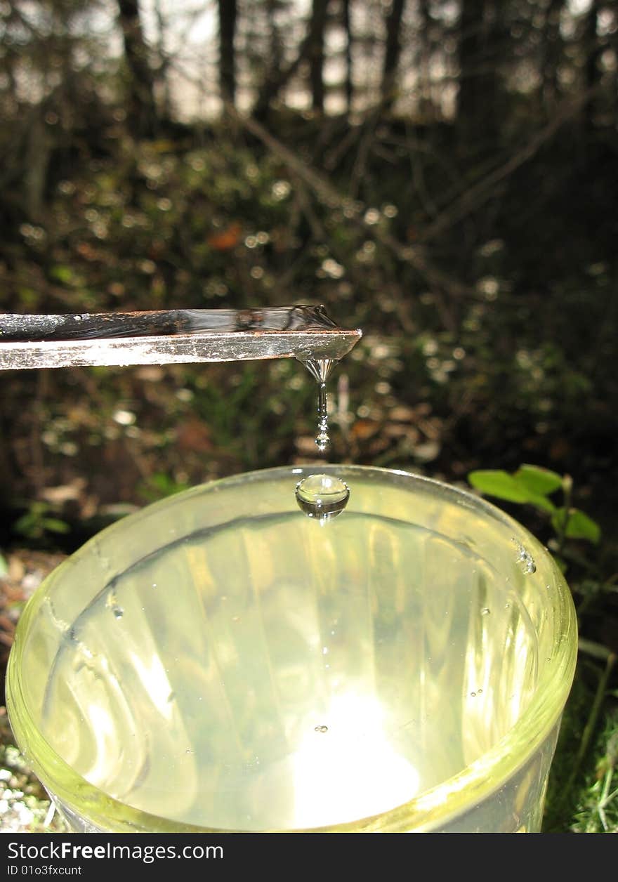 The Full glass of juice of the birch. The Full glass of juice of the birch.