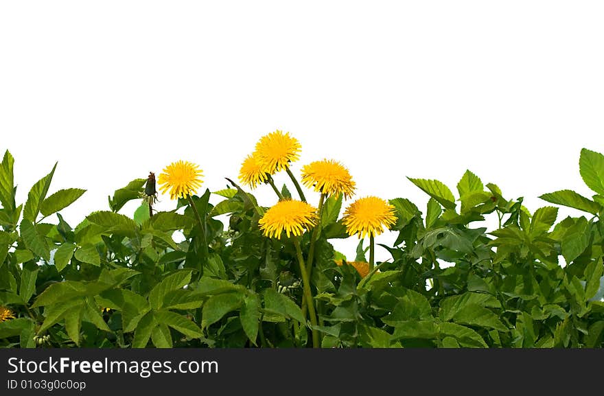 Isolated  grass and flowers