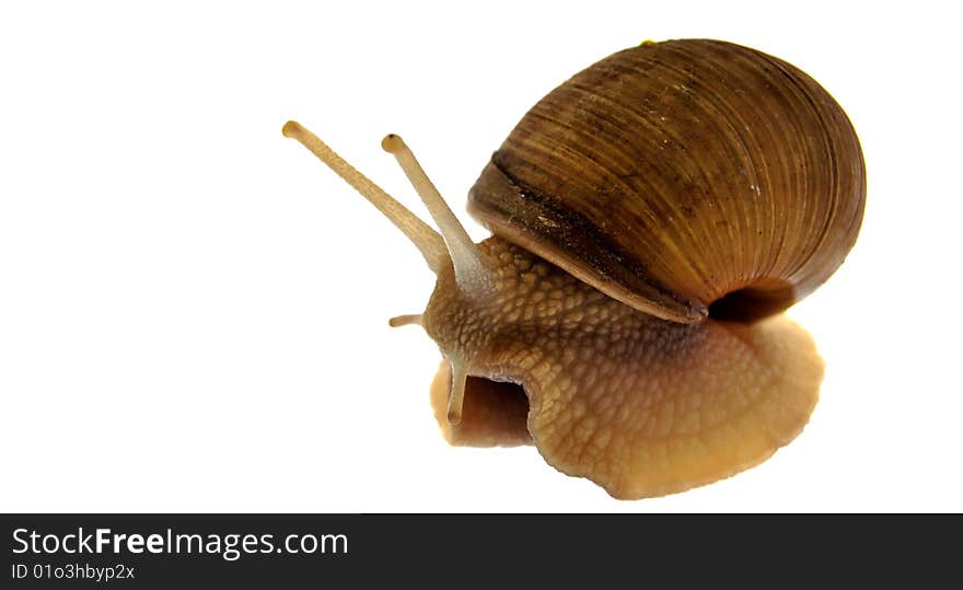 Garden Snail Isolated on White.