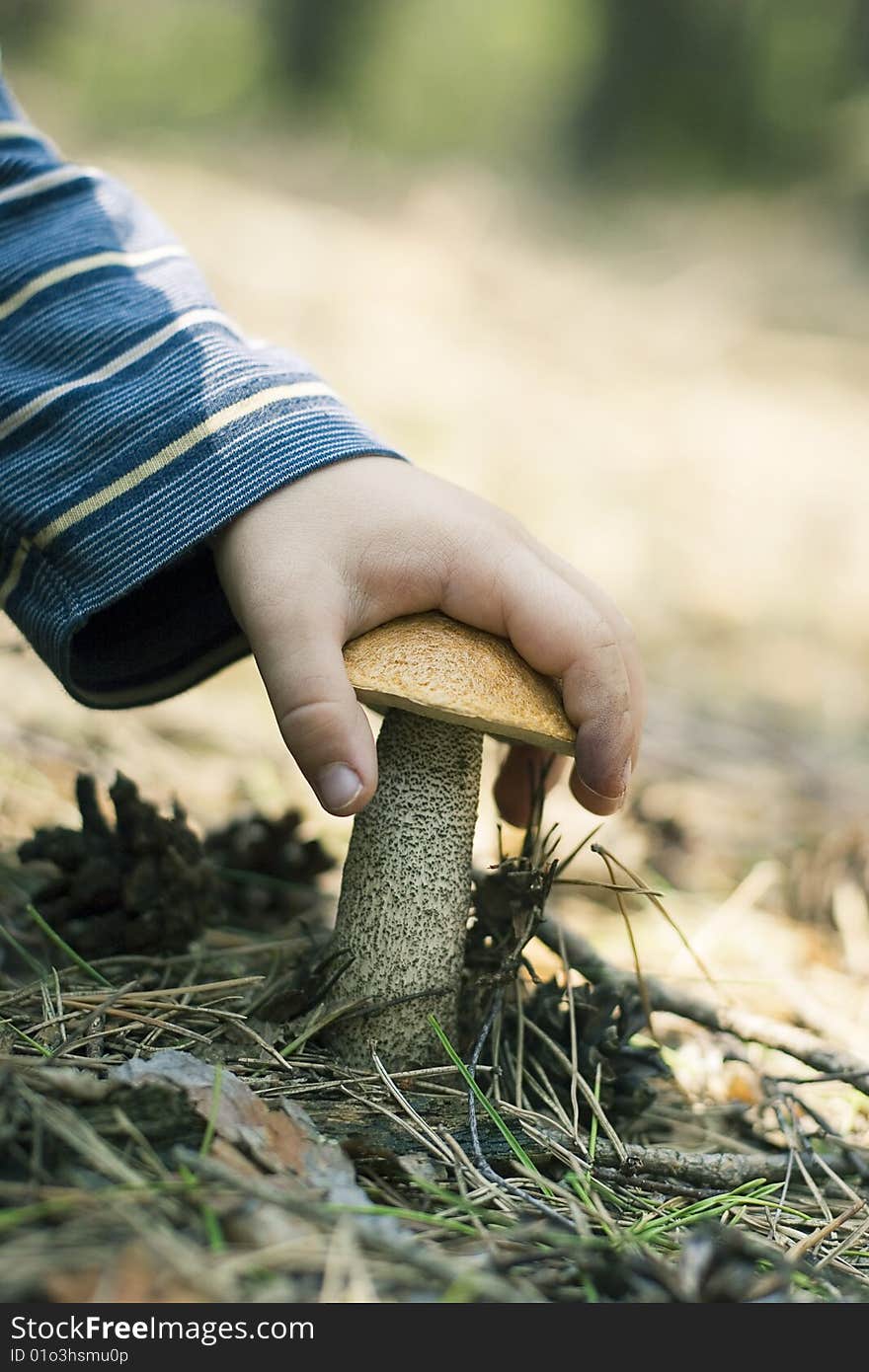 Mushroom is in a hand