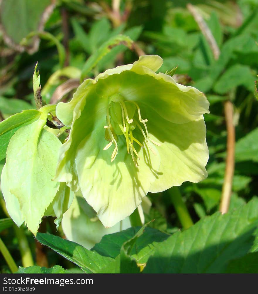 Flowers of Helleborus sort