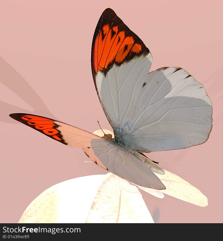 Rendered image of a beautiful butterfly - with Clipping Path. Rendered image of a beautiful butterfly - with Clipping Path