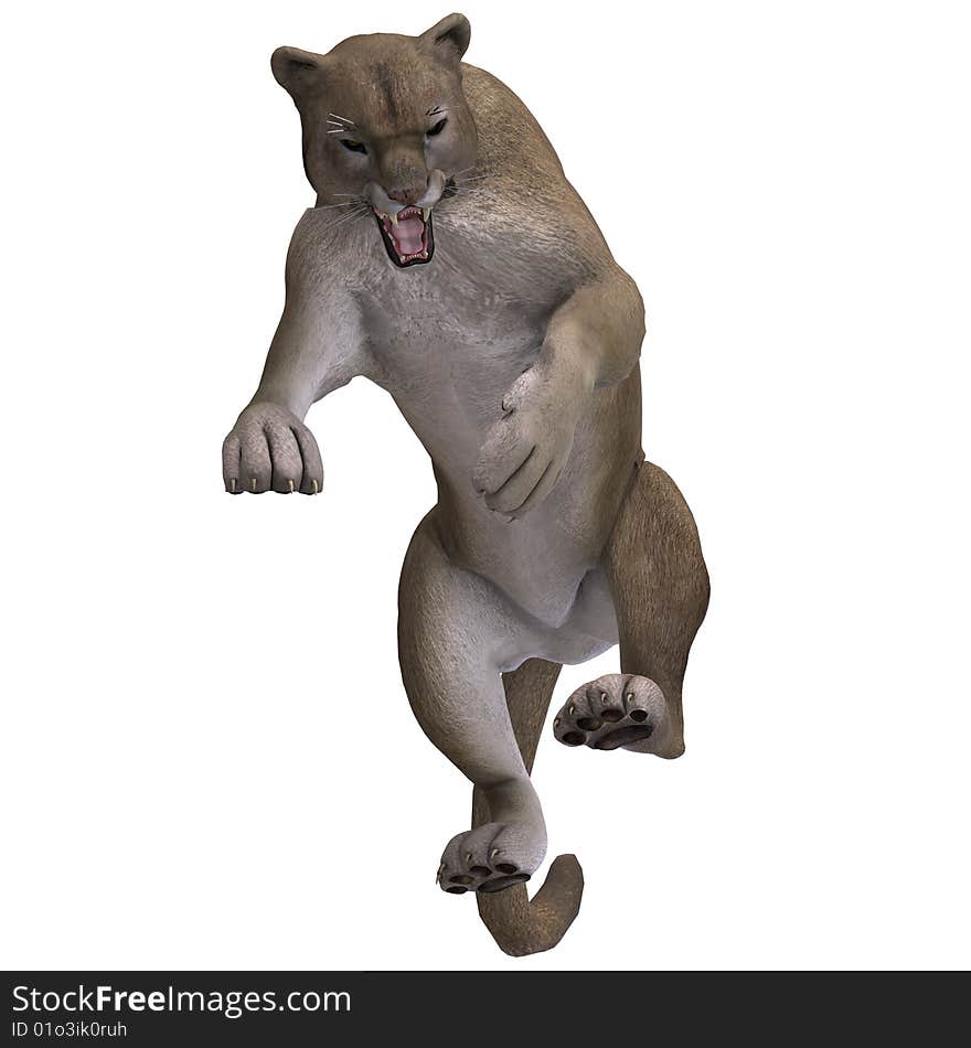 Dangerous Big Cat Puma With Clipping Path Over White