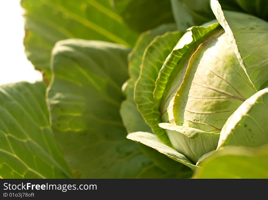 Cabbage isolated on white background.