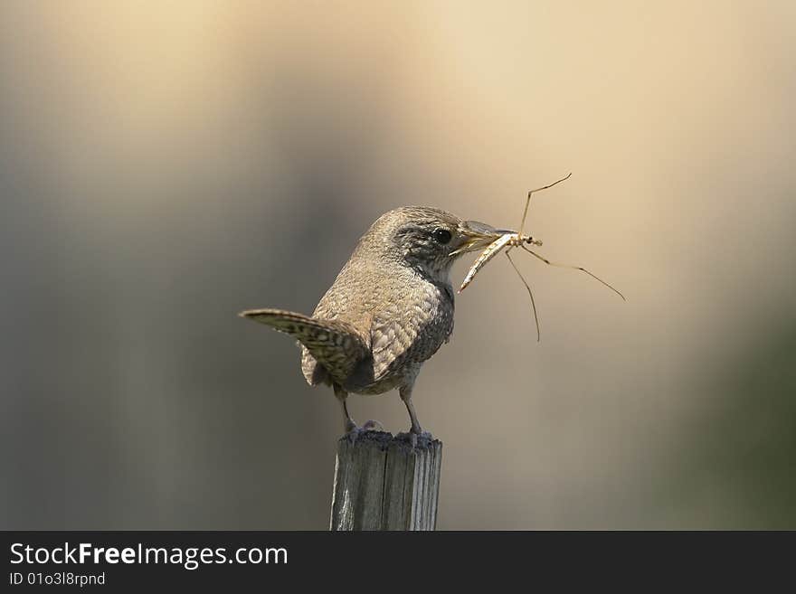 A House Wren with an insect in its beak, about to fly to the nest to feed nestlings.