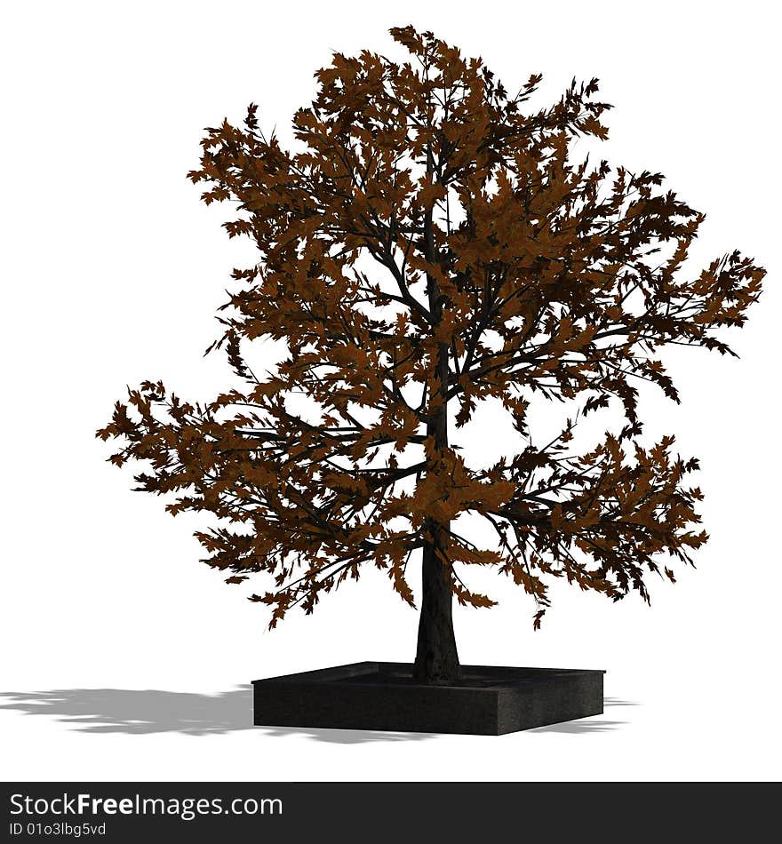 3D Render of a bradleaf tree with shadow and clipping path over white. 3D Render of a bradleaf tree with shadow and clipping path over white