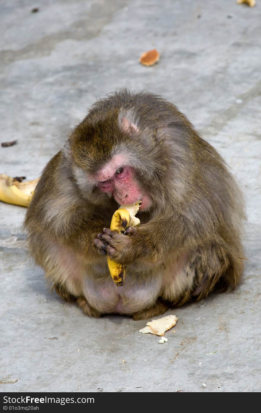 Macaca fuscata grey japanese monkey