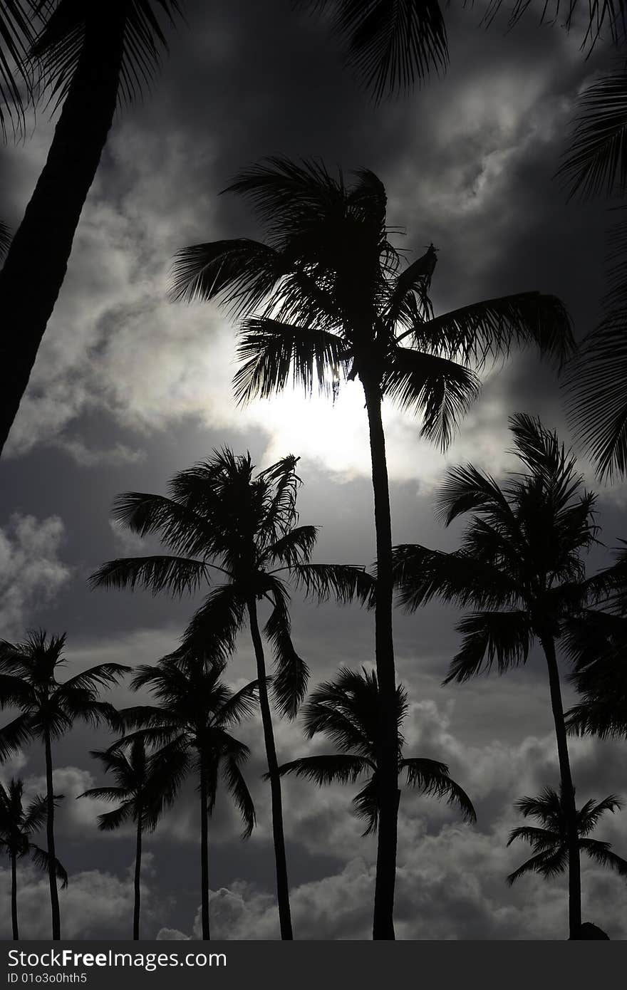 Black palm on a night beach black night. Black palm on a night beach black night