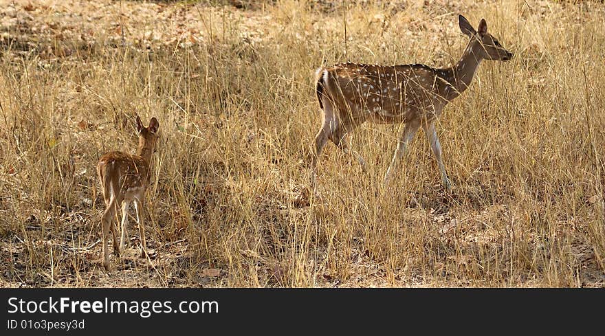 This pair of mother and child deer (fawn) was shot in Bandhavgarh National Park in Central India.In sunny after noon,the mother deer and its kid are in search of green grass and some tree shade. This pair of mother and child deer (fawn) was shot in Bandhavgarh National Park in Central India.In sunny after noon,the mother deer and its kid are in search of green grass and some tree shade.