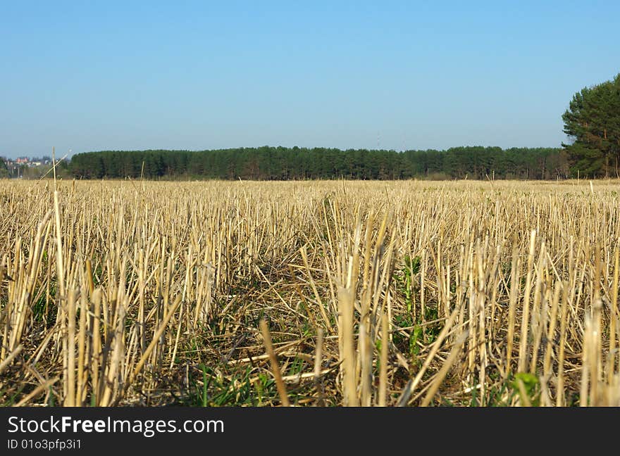 Stubble field